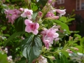 Blommor