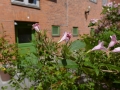 Blommor